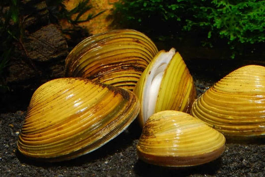 Clams Freshwater Assorted for Sale South Africa | RSB Aquatics