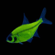 Gmo Pristilla for Sale South Africa | RSB Aquatics