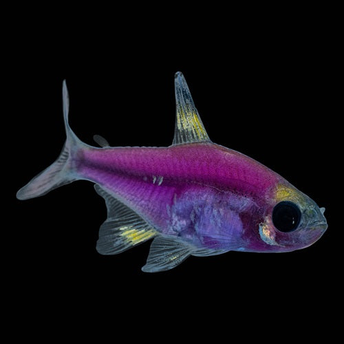 Gmo Pristilla for Sale South Africa | RSB Aquatics