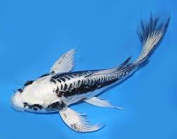Ghost Longfin Koi, Butterfly Ghost Koi for Sale South Africa | RSB Aquatics