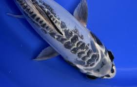Ghost Longfin Koi, Butterfly Ghost Koi for Sale South Africa | RSB Aquatics