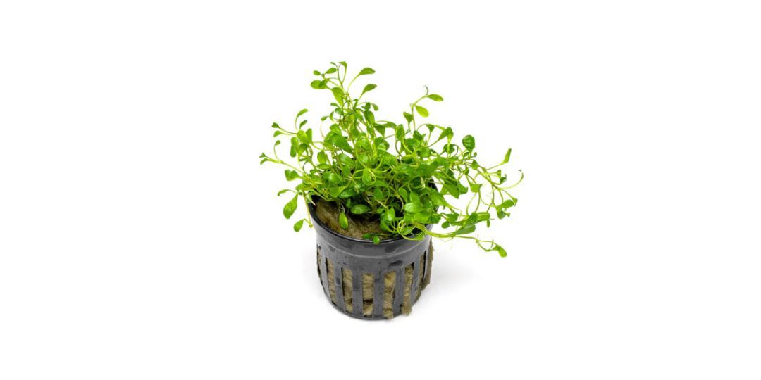 Glossostigma elantoides / Glosso