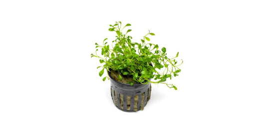 Glossostigma elantoides / Glosso