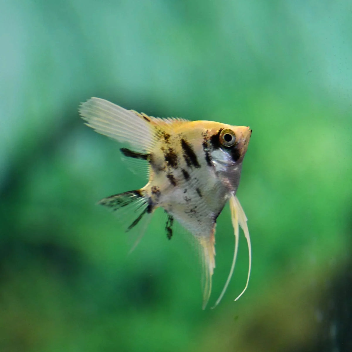 Gold Marble Angel for Sale South Africa | RSB Aquatics