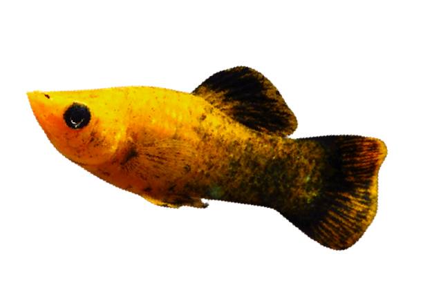 Molly Assorted Fish for Sale South Africa | RSB Aquatics