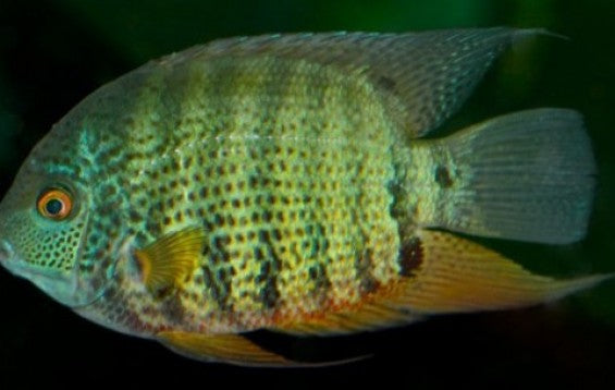 Green deacon Severum