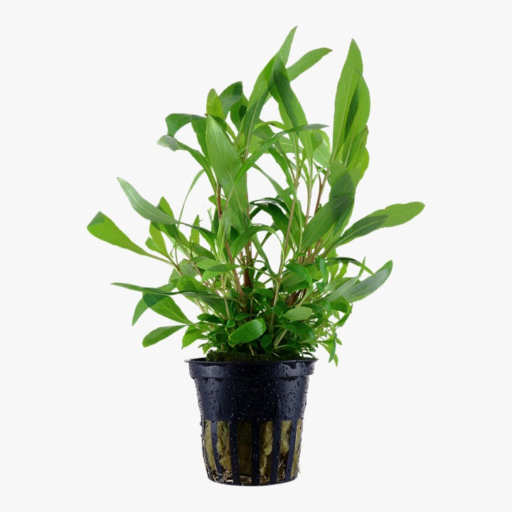Hygrophila polysperma