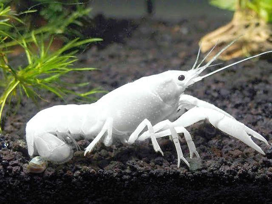 specter lobsters