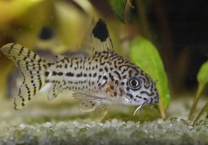 Corydoras Fish