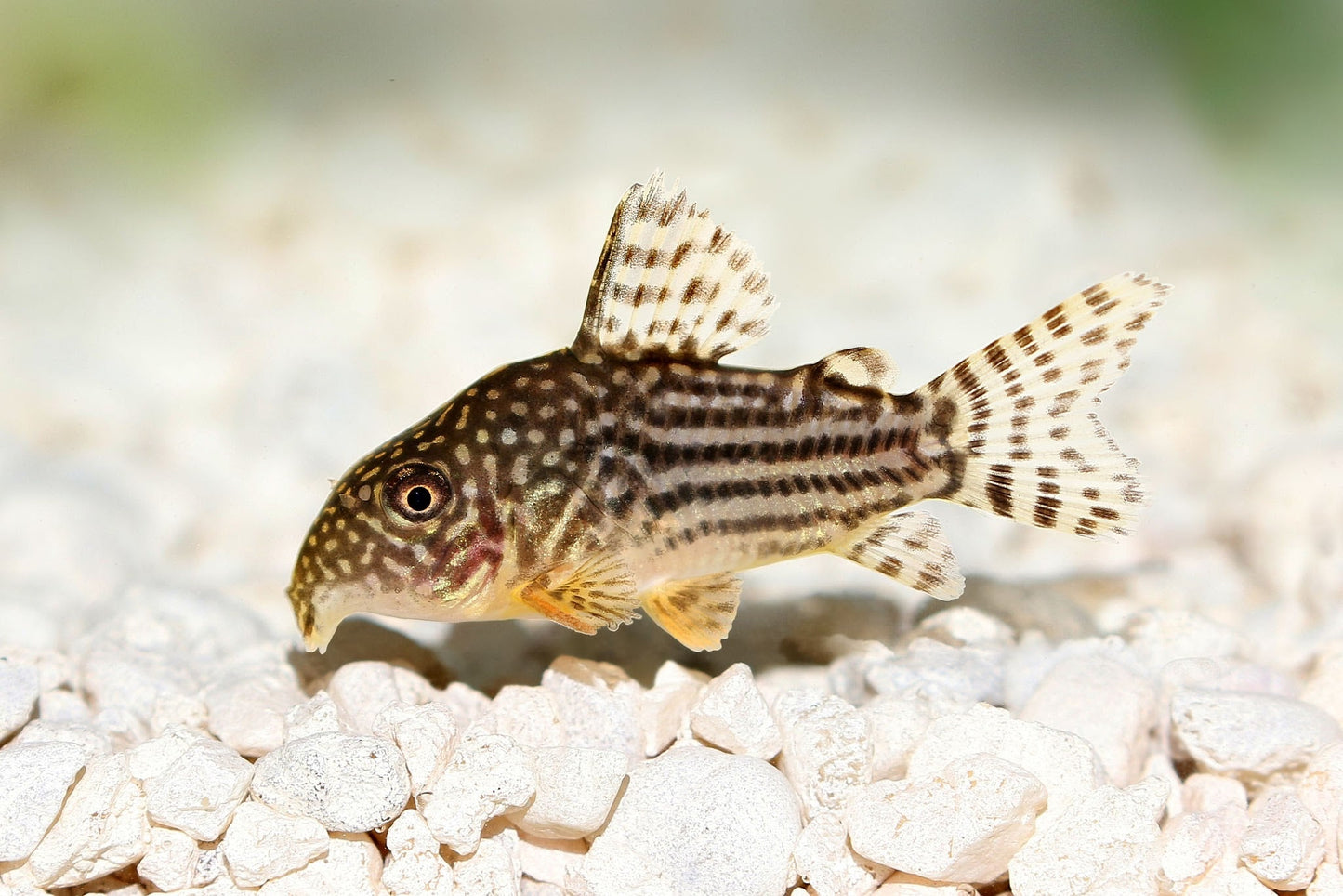 Corydoras Fish