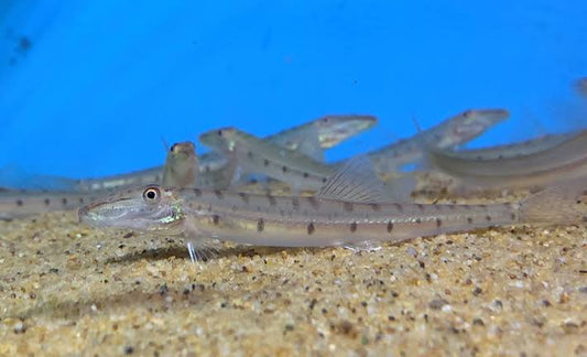 Horse Face Loach for Sale South Africa | RSB Aquatics