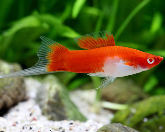 Fancy Swordtail