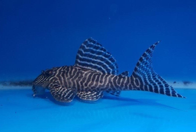 L pleco