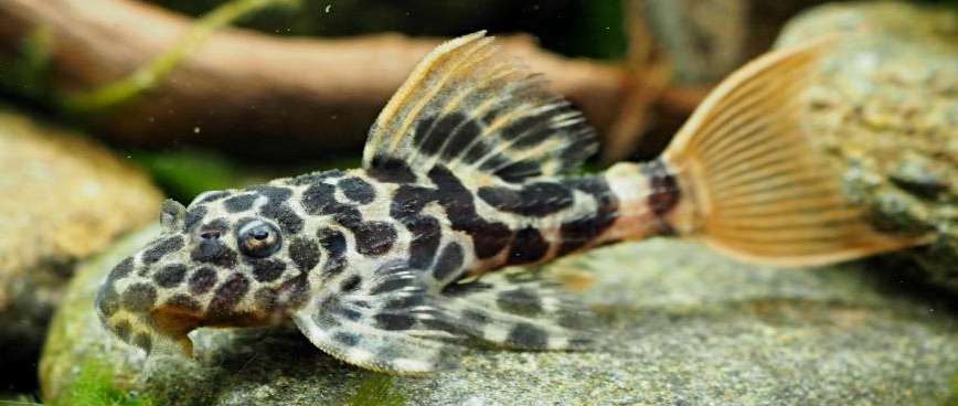 L pleco