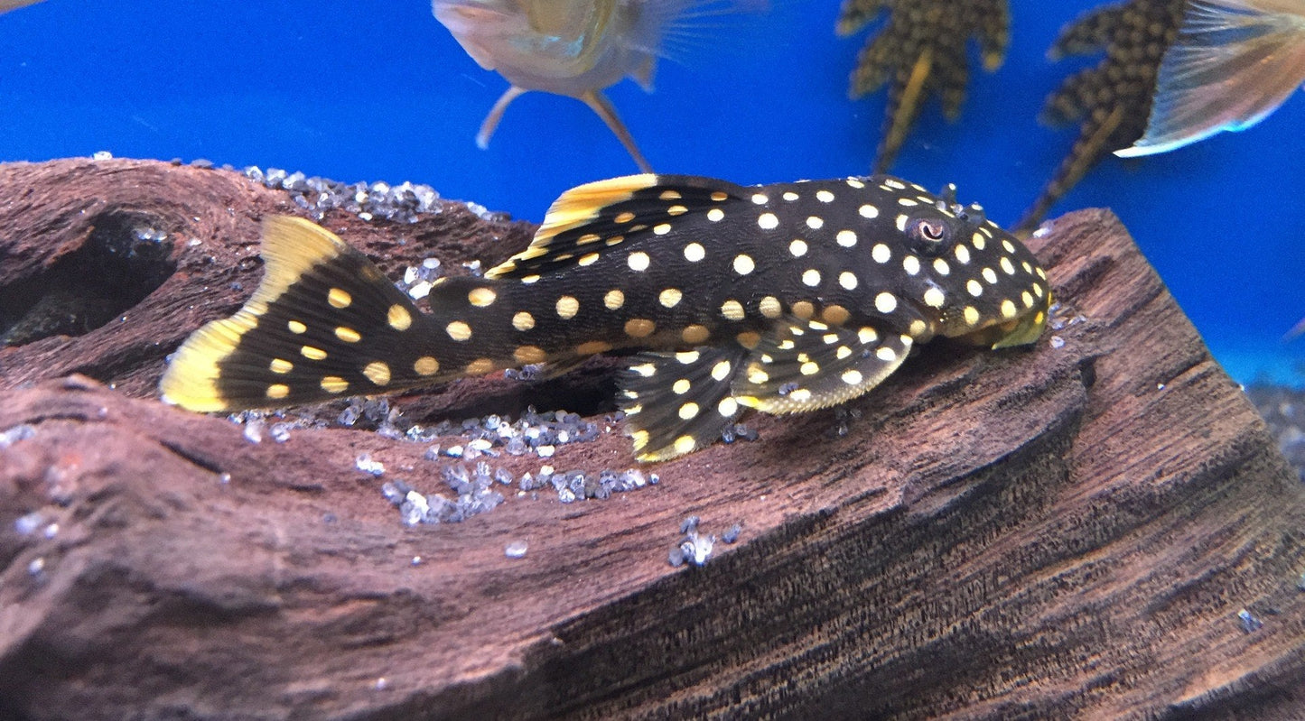 L pleco