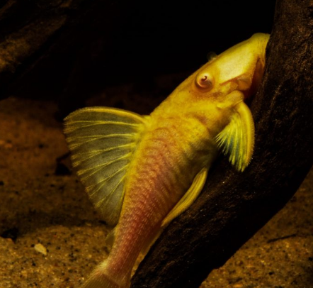 L pleco