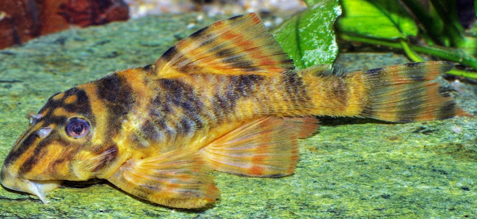 L pleco