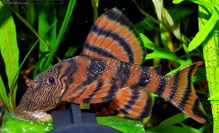 L pleco