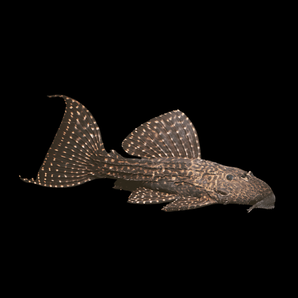 L pleco