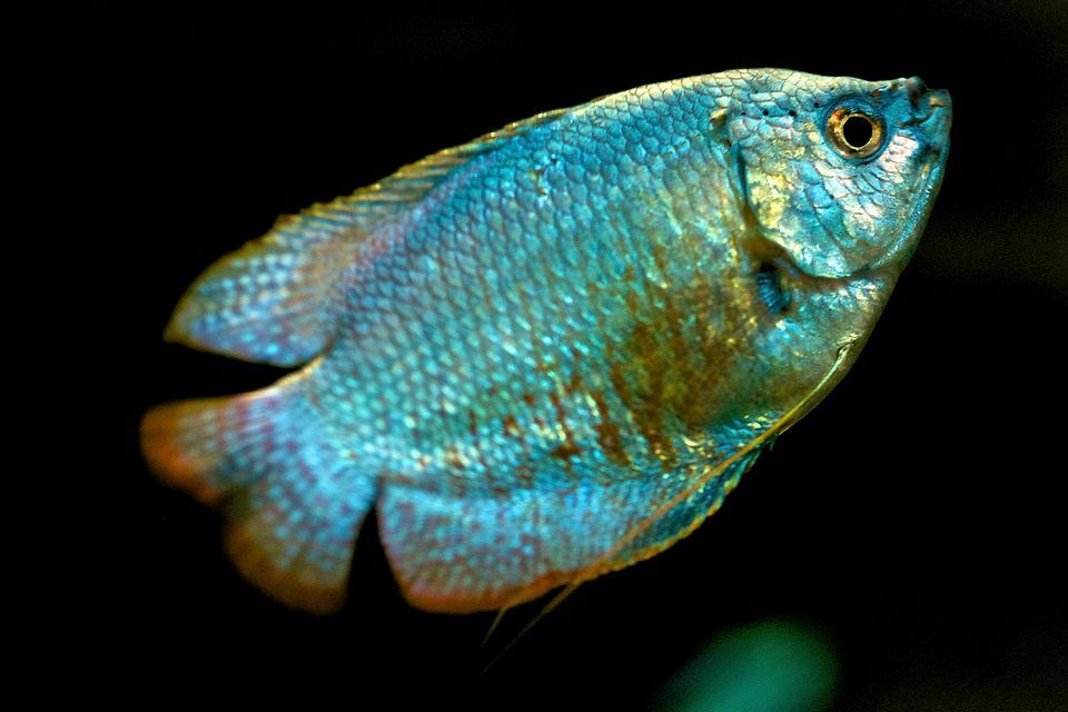 Assorted Gourami Fish for Sale South Africa | RSB Aquatics