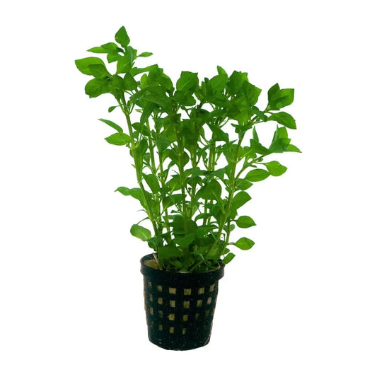 Ludwigia Palustris Green