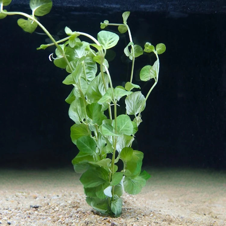 Lysimachia nummularia