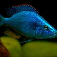 Compressorcept for Sale South Africa | RSB Aquatics