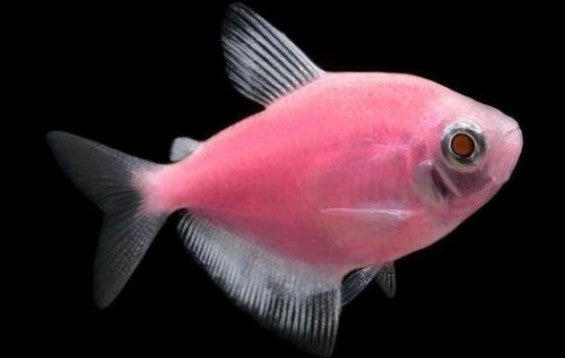 Gmo Widows Assorted for Sale South Africa | RSB Aquatics