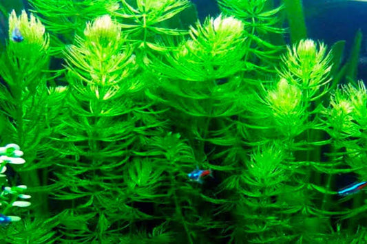 Hornworth 40-50 Cm for Sale South Africa | RSB Aquatics
