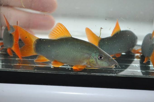 Red Tail Botia Loach for Sale South Africa | RSB Aquatics