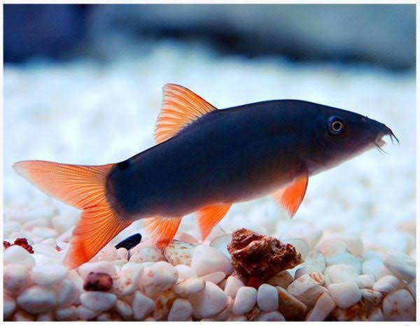 Red Tail Botia Loach for Sale South Africa | RSB Aquatics