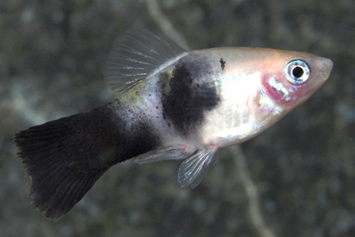 Panda Platy for Sale South Africa | RSB Aquatics