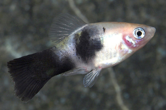 Panda Platy for Sale South Africa | RSB Aquatics