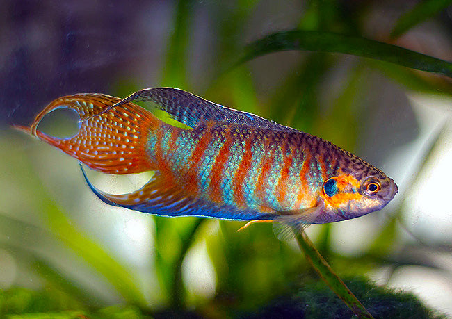 Assorted Gourami Fish for Sale South Africa | RSB Aquatics