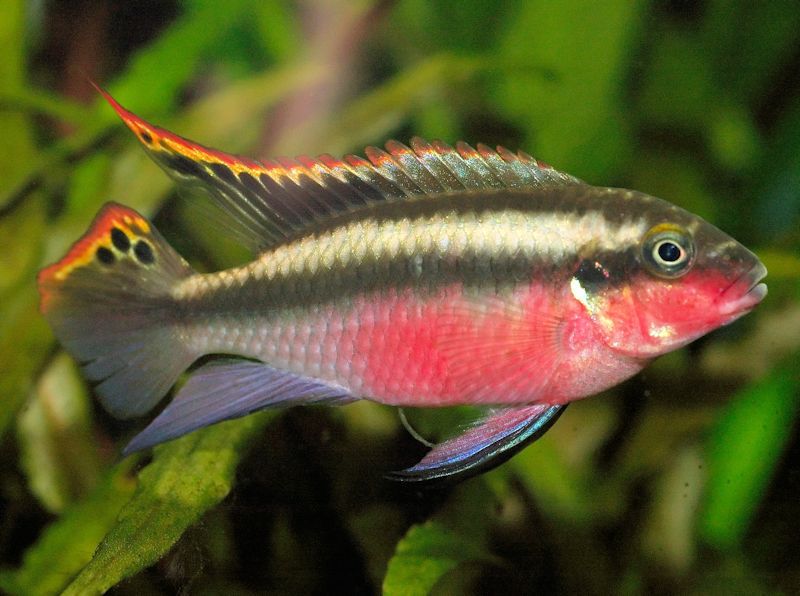 Kribesnsis Cichlid for Sale South Africa | RSB Aquatics