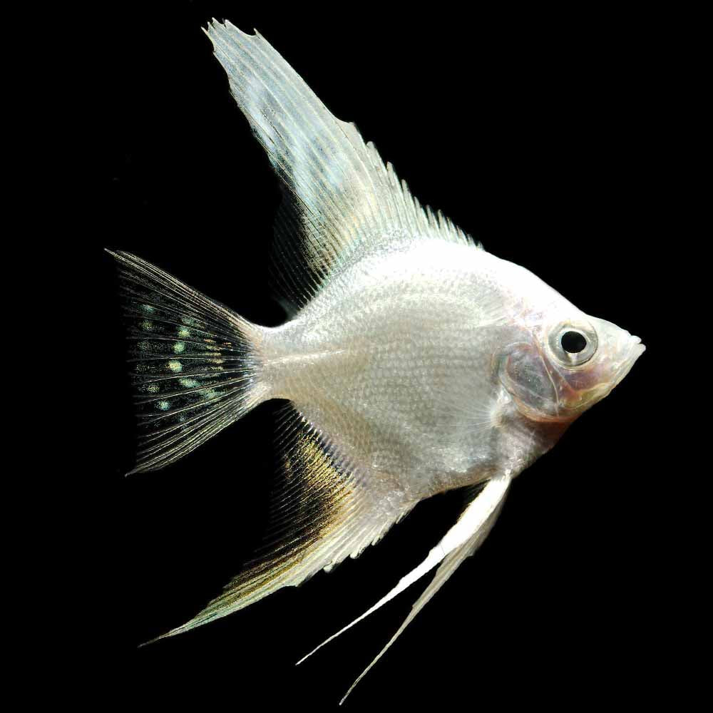 Platinum Angel for Sale South Africa | RSB Aquatics