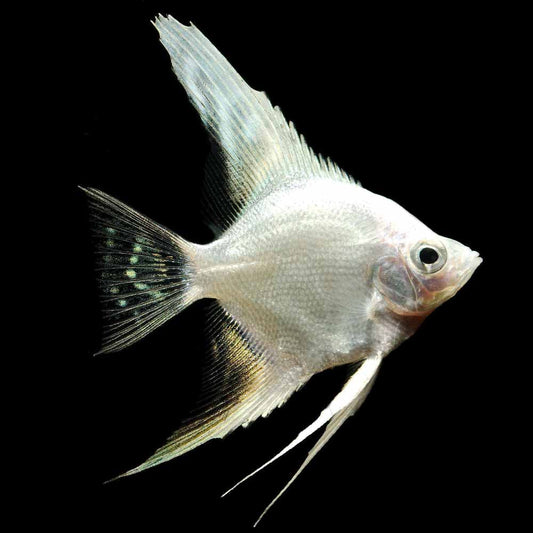 Platinum Angel for Sale South Africa | RSB Aquatics