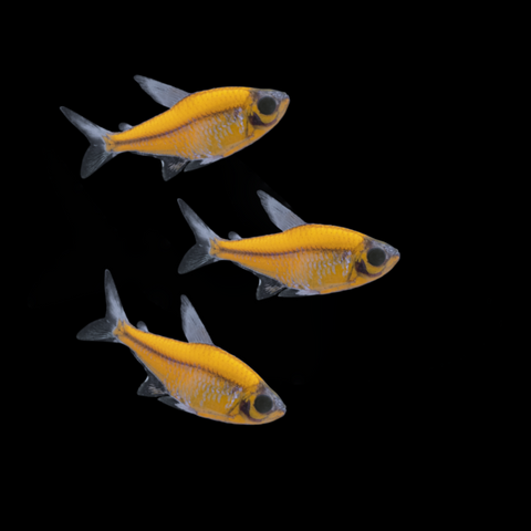 Gmo Pristilla for Sale South Africa | RSB Aquatics