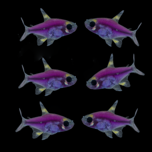 Gmo Pristilla for Sale South Africa | RSB Aquatics