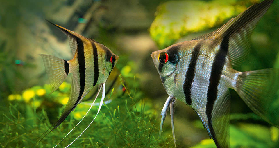 Peruvian Angel for Sale South Africa | RSB Aquatics