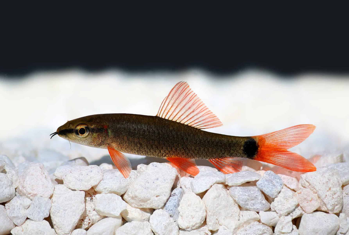 Rainbow Shark for Sale South Africa | RSB Aquatics