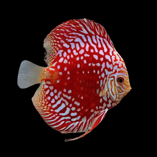 Hand selected Discus 7-8cm
