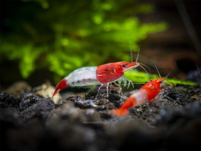Shrimp exotic types