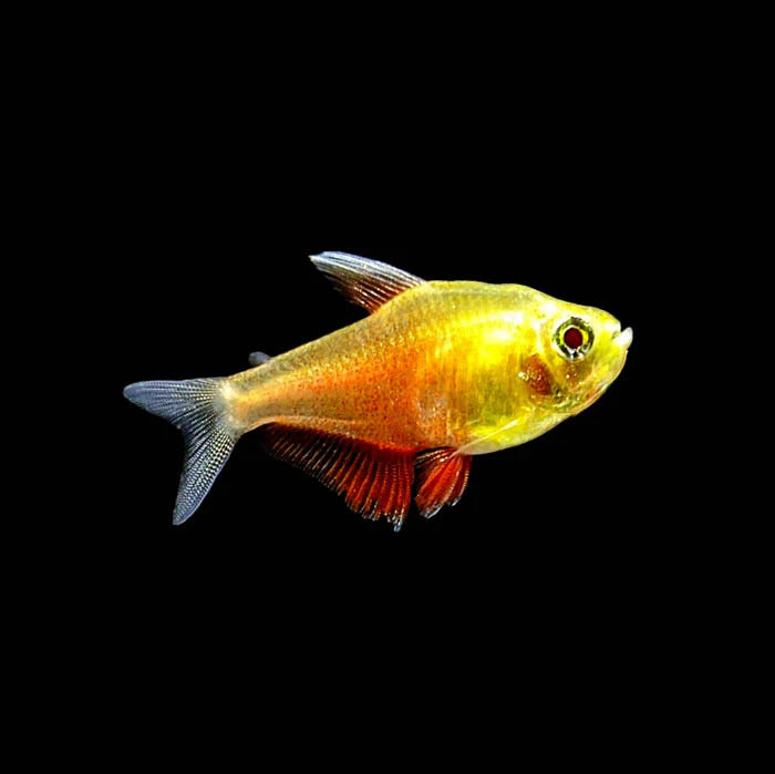 Tetras for Sale South Africa | RSB Aquatics