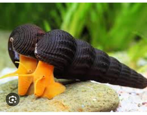 Rabbit Snails