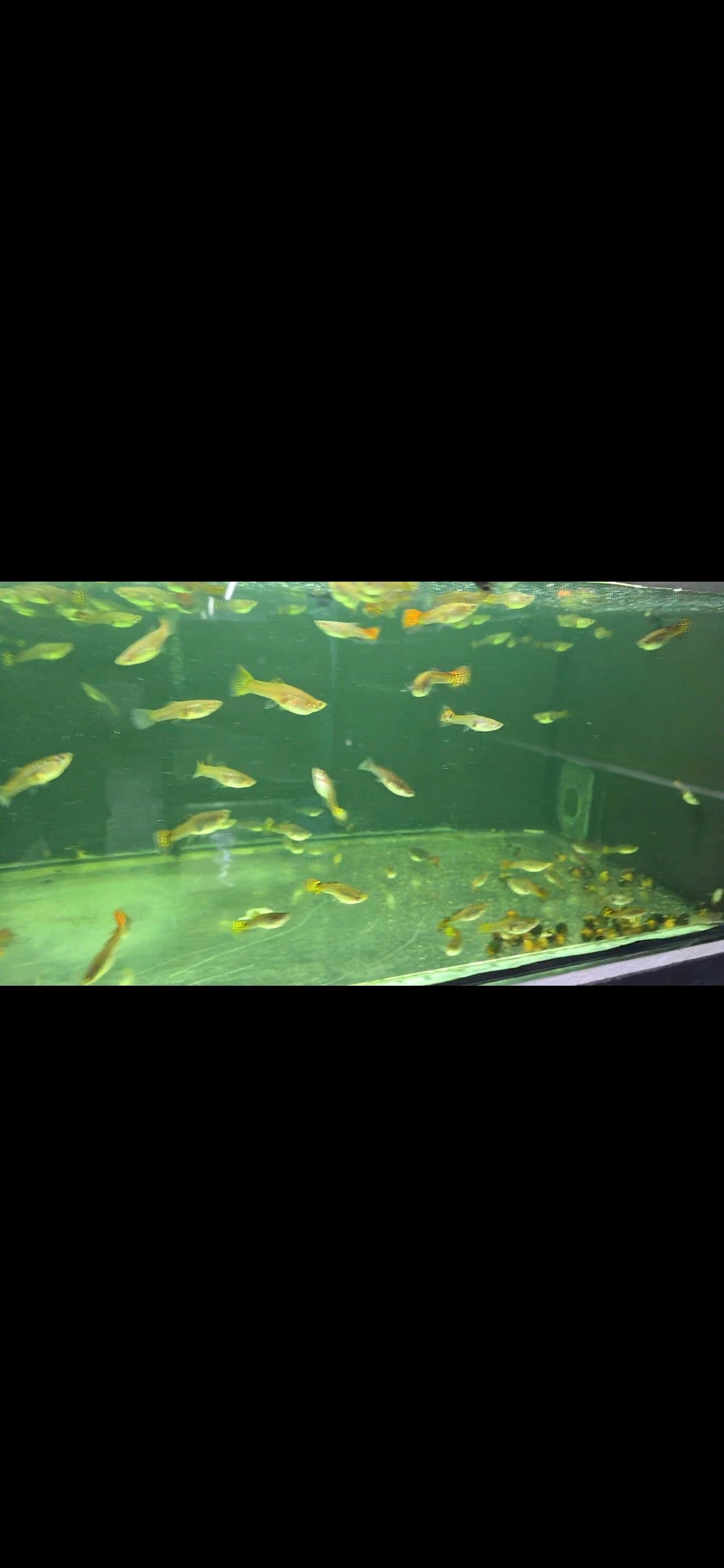 Jumbo Guppys for Sale South Africa | RSB Aquatics