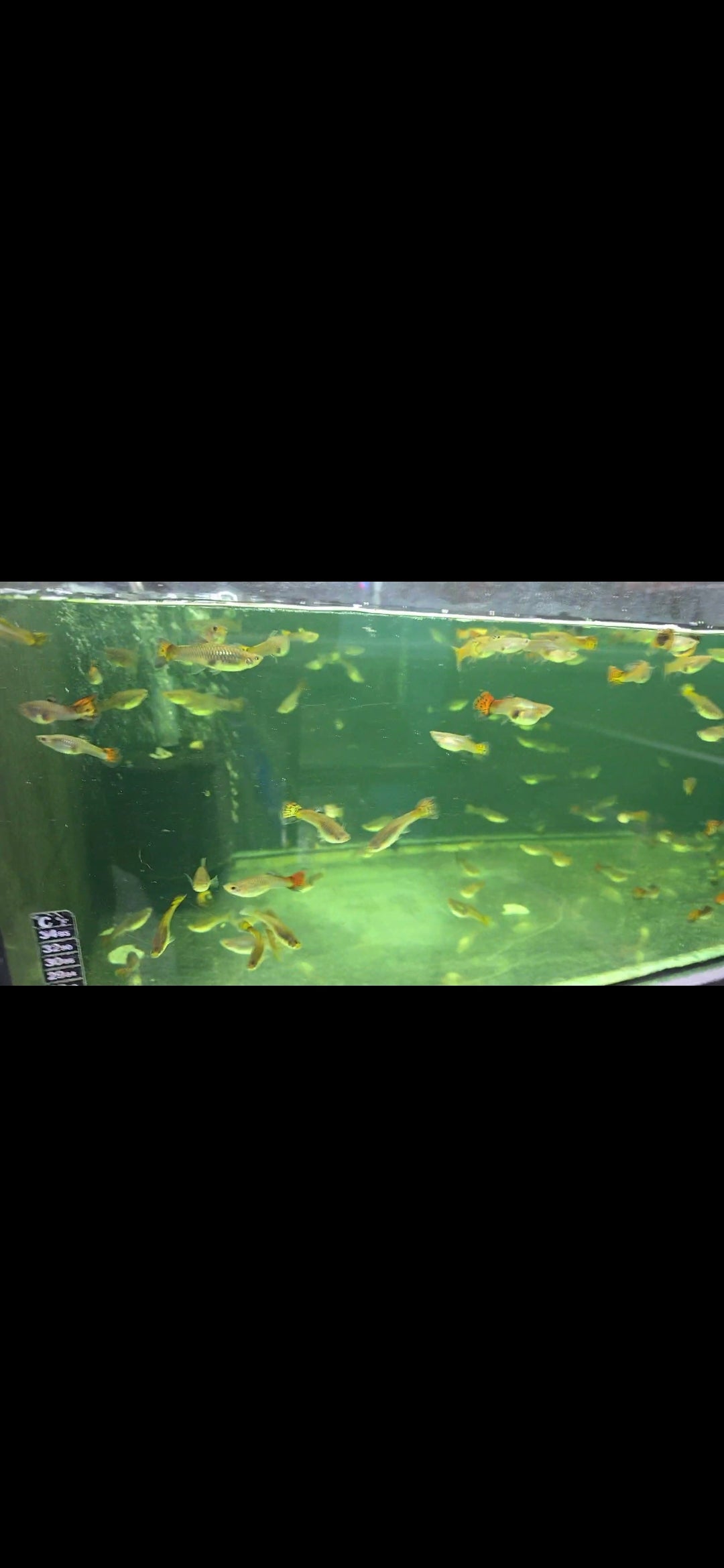 Jumbo Guppys for Sale South Africa | RSB Aquatics