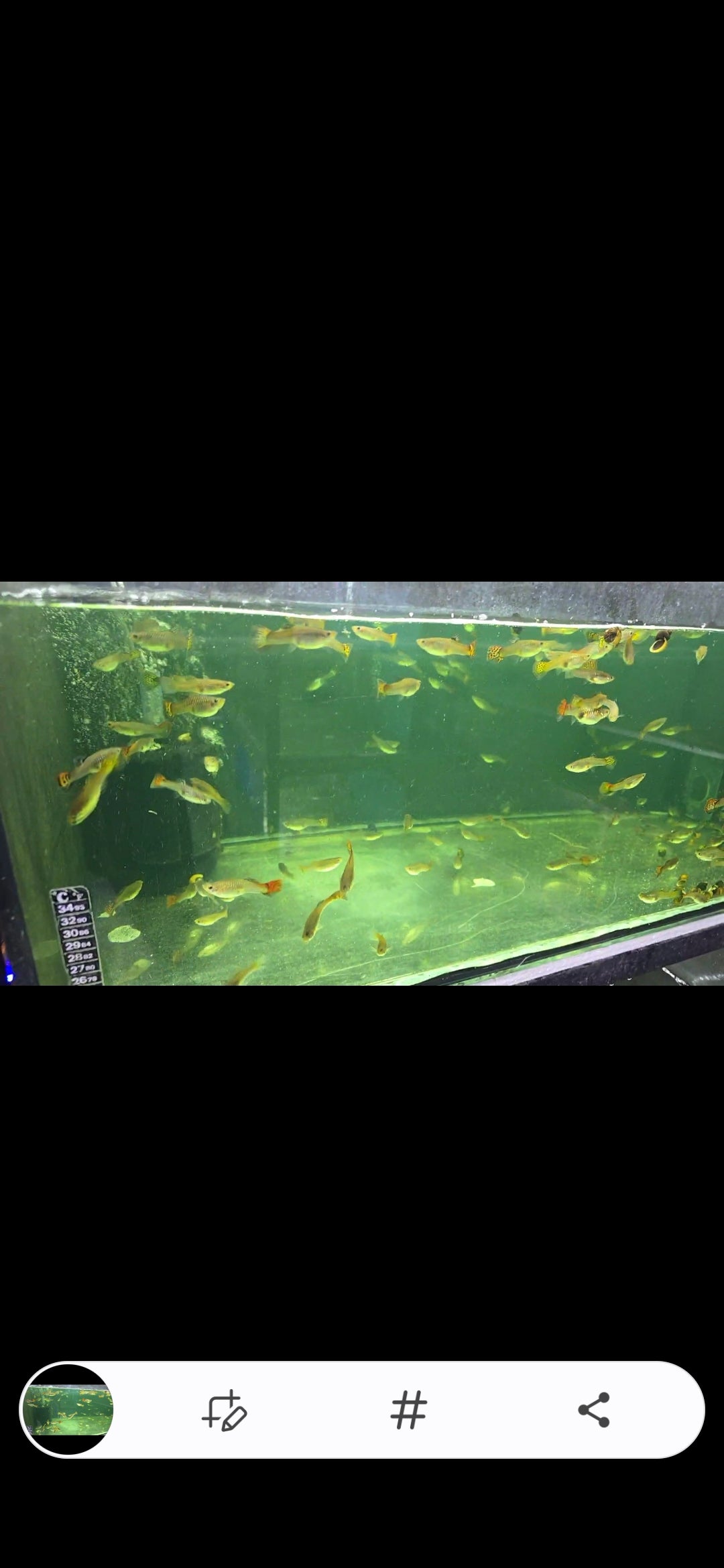 Jumbo Guppys for Sale South Africa | RSB Aquatics