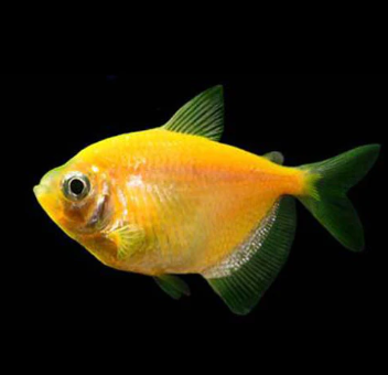 Gmo Widows Assorted for Sale South Africa | RSB Aquatics