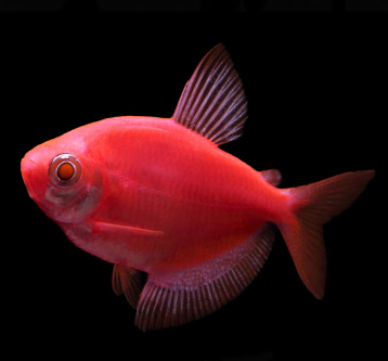 Gmo Widows Assorted for Sale South Africa | RSB Aquatics